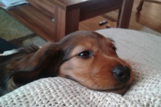 Jamnik d�ugow�osy NAILA